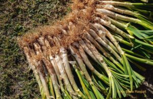 L’aparició del Calçofest reforça la temporada de calçotades