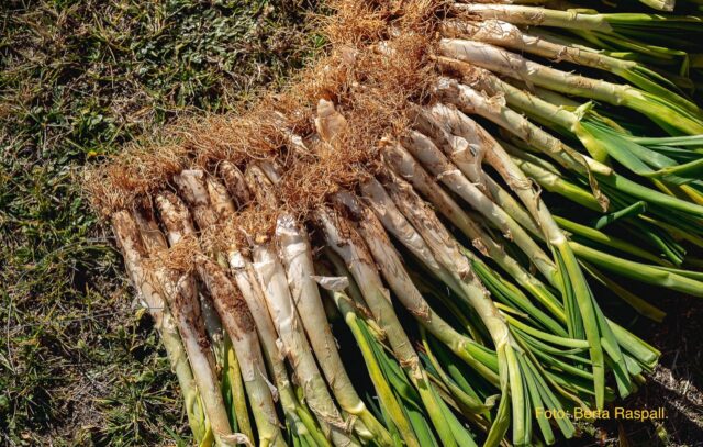 IMG-20230309-WA0006-640x407